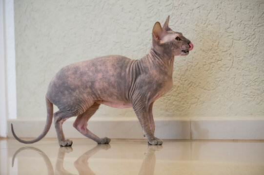 Don Sphynx Katze in ihrem Zuhause