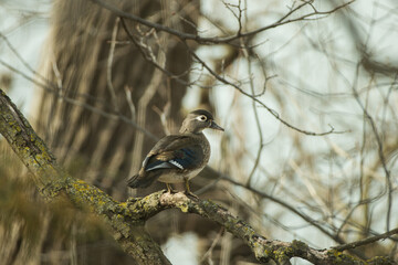 Wood Duck female in tree taken in southern MN in the wild