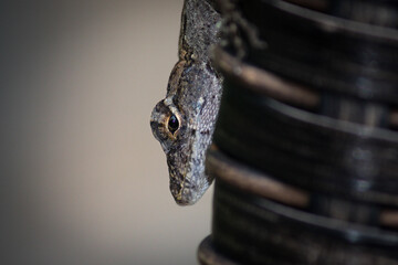 close up of an eye