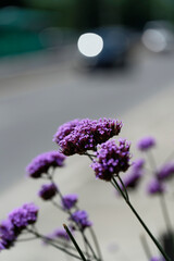 Verbena bonariensis in the garden