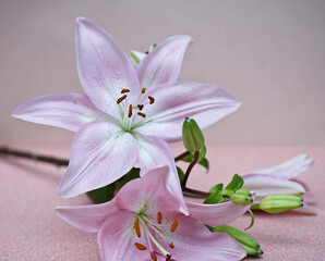 Blühende Lilien © Heidi Bollich