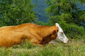 Sommer in kärnten in Österreich