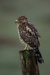 Red-shouldered Hawk taken in Northern California in the wild