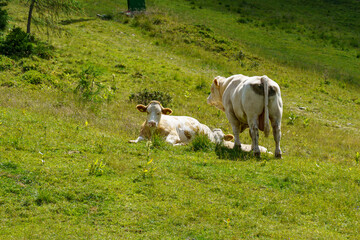 Obraz premium Sommer in kärnten in Österreich