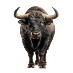 Naklejka premium Powerful bull, head-on view. Large, dark bull, horns, front view, strong
