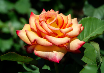 Dream Come True rose in yellow with pink tipped petals.