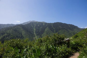 Lush green vegetation at Kok Zhailau in Kazakhstan with tall trees and majestic mountains under a...