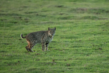 Bobcat taken in northern California in the wild