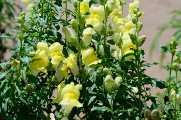 Yellow  snapdragon (Antirrhinum majus) in the garden