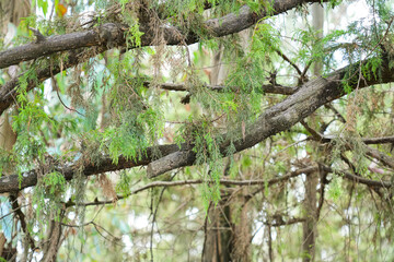 A tranquil forest scene with towering trees stretching skyward. Moss-covered trunks and fallen leaves.