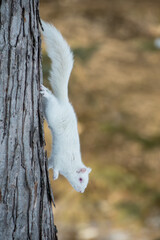 Eastern Gray Squirrel albino taken in central MN in the wild