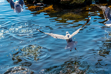 seagull in flight on the sea