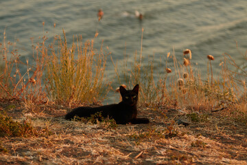 Black cat lies on burnt grass at sunset against background of summer sea. Summer, vacation, pets...