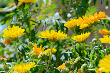 Calendula,  pot marigold (Calendula officinalis) in the garden