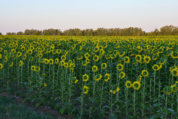 Field of sunflowers in full bloom at sunset summer wallpaper