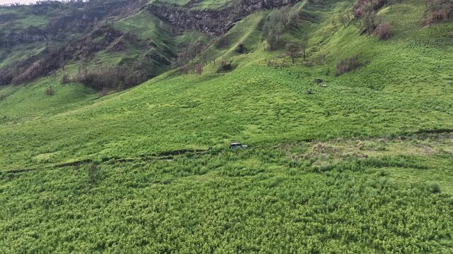 A vast expanse of rolling green savanna, known as Teletubbies Hill at Mount Bromo, is dissected by a winding, dry riverbed creating a stunning natural pattern.