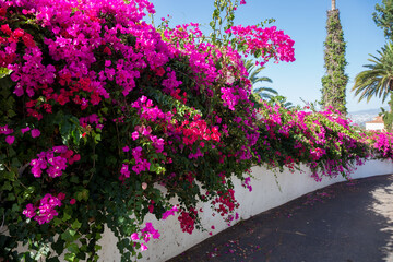 Cespuglio di fiori rosa all'aperto