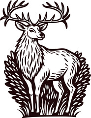 Fototapeta premium Hand drawn illustration of majestic deer with antlers standing in forest grass in vintage engraved