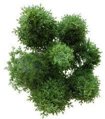 Fototapeta premium Top view small forest Pseudotsuga menziesii, 3d illustration rendering 