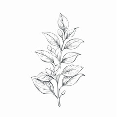 Obraz premium minimal botanical graphic sketch drawing
