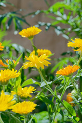 Calendula,  pot marigold (Calendula officinalis) in the garden