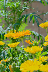 Calendula,  pot marigold (Calendula officinalis) in the garden