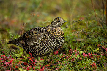 Spruce Grouse female taken in Denali National Park Alaska