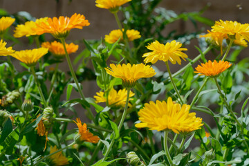 Calendula,  pot marigold (Calendula officinalis) in the garden