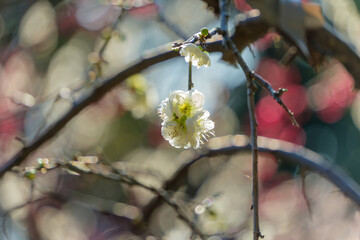 梅の花と春の柔らかな光の玉ボケ背景