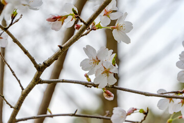 枝に咲くソメイヨシノの花のクローズアップ