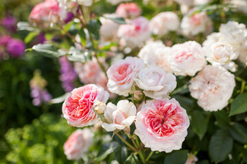 Chippendale rose blooming in summer garden. Shrub full of peachy pink white double flowers. Close up