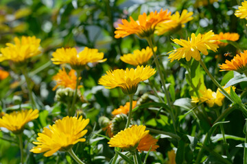 Calendula,  pot marigold (Calendula officinalis) in the garden