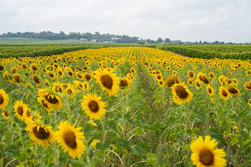 Fototapeta premium Sunflower field in France