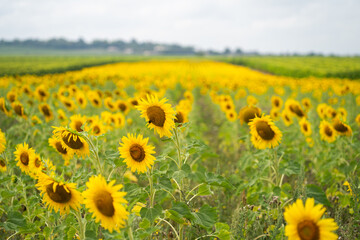 Sunflower field in France