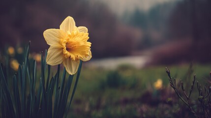 Close-up of a single, vibrant yellow daffodil.