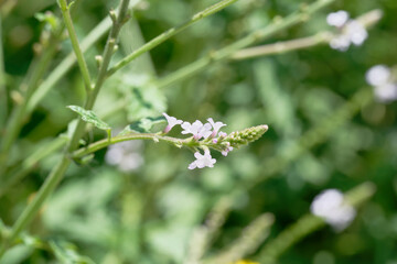 close up of Verbena officinalis L.