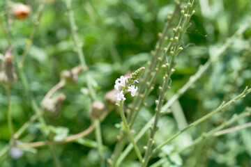 close up of Verbena officinalis L.