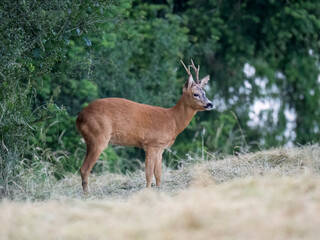 Rehbock (Capreolus capreolus)  