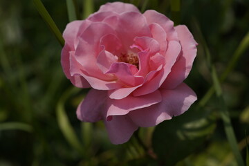 quantum valentine roses on different scales and macro photography