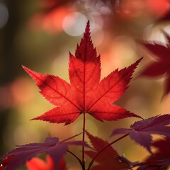 Bright red maple leaf glows in warm autumn light, capturing seasonal change and natural beauty with sharp detail.