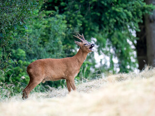 Rehbock (Capreolus capreolus)  