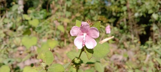 pink magnolia flower