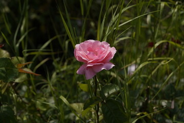 quantum valentine roses on different scales and macro photography