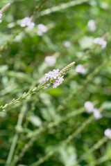 close up of Verbena officinalis L.