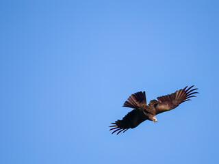Schwarzmilan oder Schwarzer Milan (Milvus migrans)