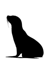 Silhouette of a Sea Lion