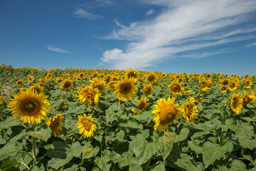 Fototapeta premium Sunflowers taken in North Dakota
