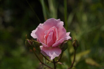 quantum valentine roses on different scales and macro photography