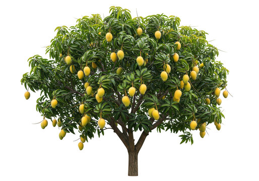 Mango tree with ripe fruits, lush green foliage, and sturdy trunk, isolated on transparent background