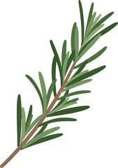 Fototapeta premium single rosemary sprig